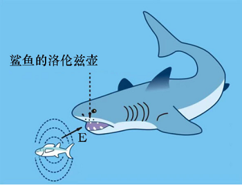 ampullae Lorenzini of shark -Funcmater